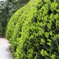 Hicks Yew Tree 8 Hicks Yew Tree -Garden Supplies Sales Store Hicks Yew7 BB