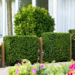 Hicks Yew Tree 10 Hicks Yew Tree -Garden Supplies Sales Store Hicks Yew 3 BB