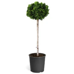Dwarf Hinoki Cypress Tree 11 Dwarf Hinoki Cypress Tree -Garden Supplies Sales Store Hinoki Cypress Standard 1
