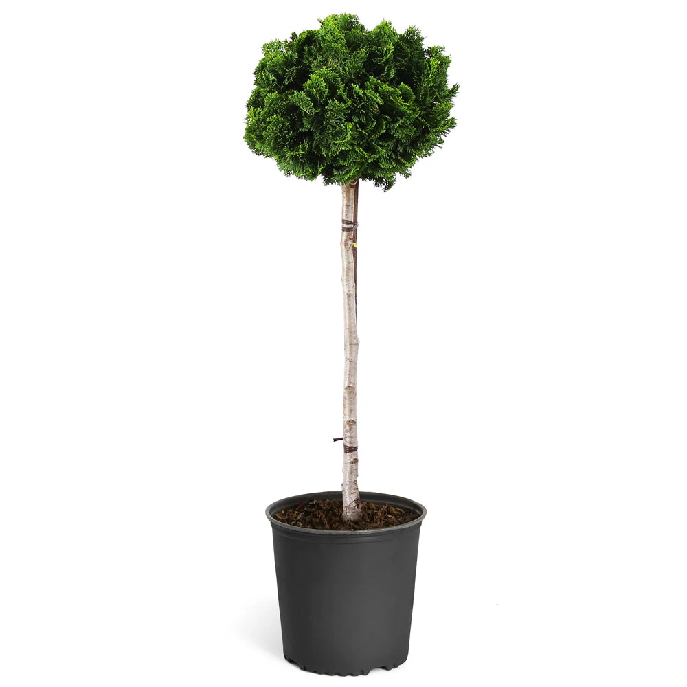 Dwarf Hinoki Cypress Tree 6 Dwarf Hinoki Cypress Tree - Image 6