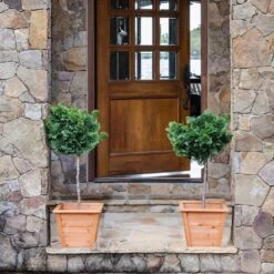 Dwarf Hinoki Cypress Tree 10 Dwarf Hinoki Cypress Tree -Garden Supplies Sales Store Hinoki Cypress Standard 2