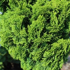 Dwarf Hinoki Cypress Tree 8 Dwarf Hinoki Cypress Tree -Garden Supplies Sales Store Hinoki Cypress Standard 3