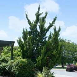 Garden Supplies Sales Store -Garden Supplies Sales Store Hollywood Juniper 1 BB