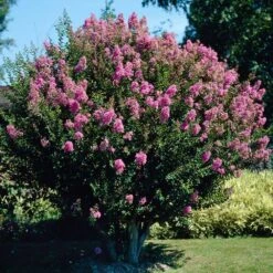 Hopi Crape Myrtle Tree -Garden Supplies Sales Store Hopi Crape Myrtle 4 BB
