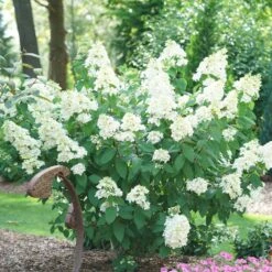 Fire Light® Hydrangea Shrub 8 Fire Light® Hydrangea Shrub -Garden Supplies Sales Store Hydrangea FIrelight 2 BB