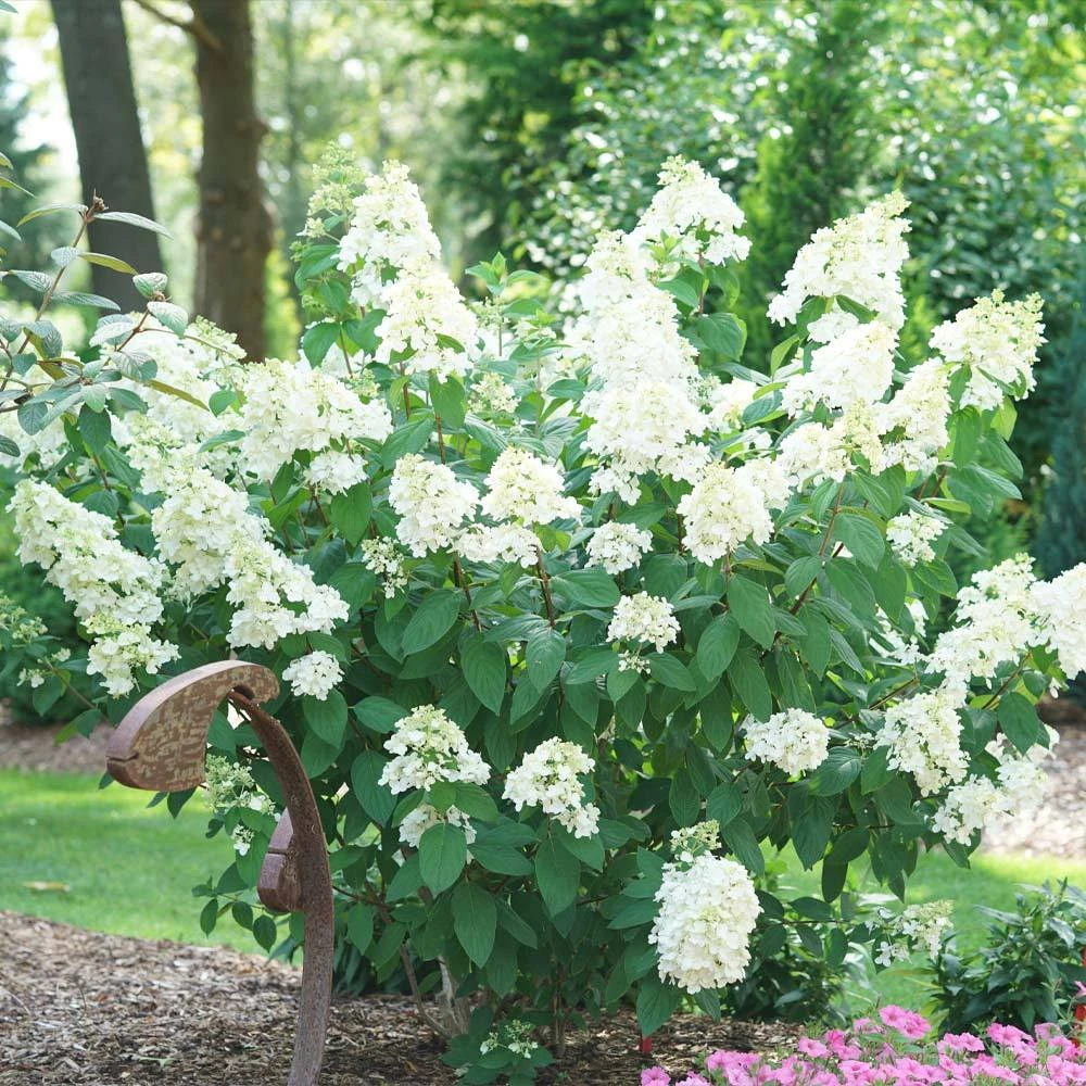 Fire Light® Hydrangea Shrub 3 Fire Light® Hydrangea Shrub - Image 3