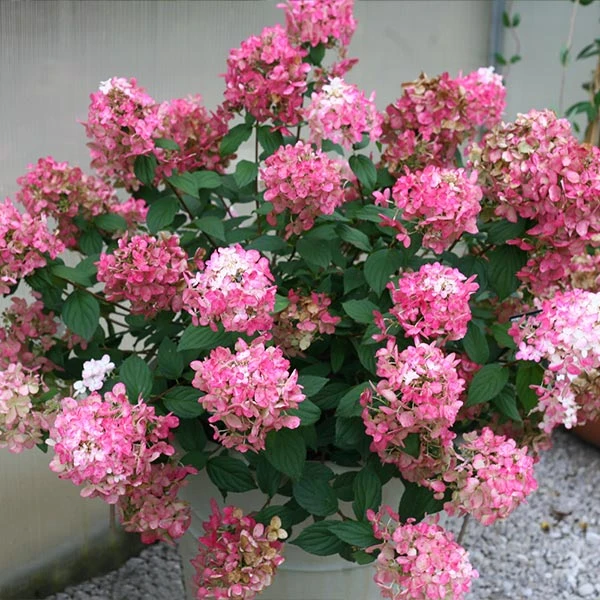 Fire Light® Hydrangea Shrub 1 Fire Light® Hydrangea Shrub