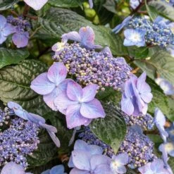 Endless Summer® Pop Star® Bigleaf Hydrangea -Garden Supplies Sales Store Hydrangea Pop Star 2