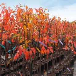 Kwanzan Cherry Tree -Garden Supplies Sales Store IMG 4642 altered