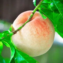 Indian Free White Peach Tree -Garden Supplies Sales Store Indian Free Peach 4 BB