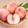 Indian Free White Peach Tree