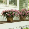 Infinitini® Brite Pink Dwarf Crape Myrtle Tree