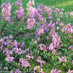 Infinitini® Orchid Dwarf Crape Myrtle Tree -Garden Supplies Sales Store Infinitini Orchid Crape Myrtle 2