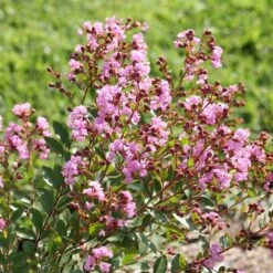 Infinitini® Orchid Dwarf Crape Myrtle Tree -Garden Supplies Sales Store Infinitini Orchid Crape Myrtle 3