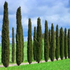 Italian Cypress Tree -Garden Supplies Sales Store Italian Cypress 1 BB