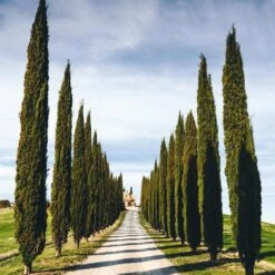 Italian Cypress Tree -Garden Supplies Sales Store Italian Cypress 4 BB 54feeb80 e54f 4219 802d ad750d98b1fa