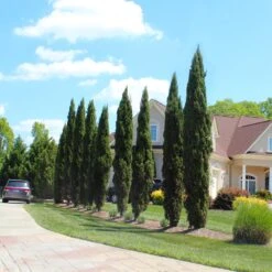 Italian Cypress Tree -Garden Supplies Sales Store Italian Cypress 6 BB