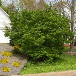 Jane Magnolia Tree -Garden Supplies Sales Store Jane Saucer Magnola 5 BB