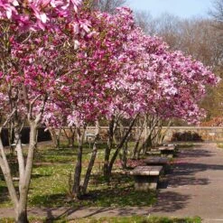 Jane Magnolia Tree -Garden Supplies Sales Store Janr Magnolia 3