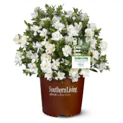 Jubilation™ Gardenia Shrub 7 Jubilation™ Gardenia Shrub -Garden Supplies Sales Store Jubilation Gardenia 1