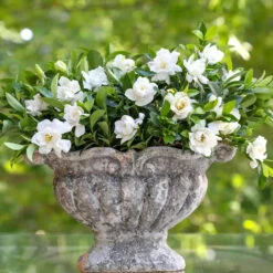 Jubilation™ Gardenia Shrub 8 Jubilation™ Gardenia Shrub -Garden Supplies Sales Store Jubilation Gardenia 2