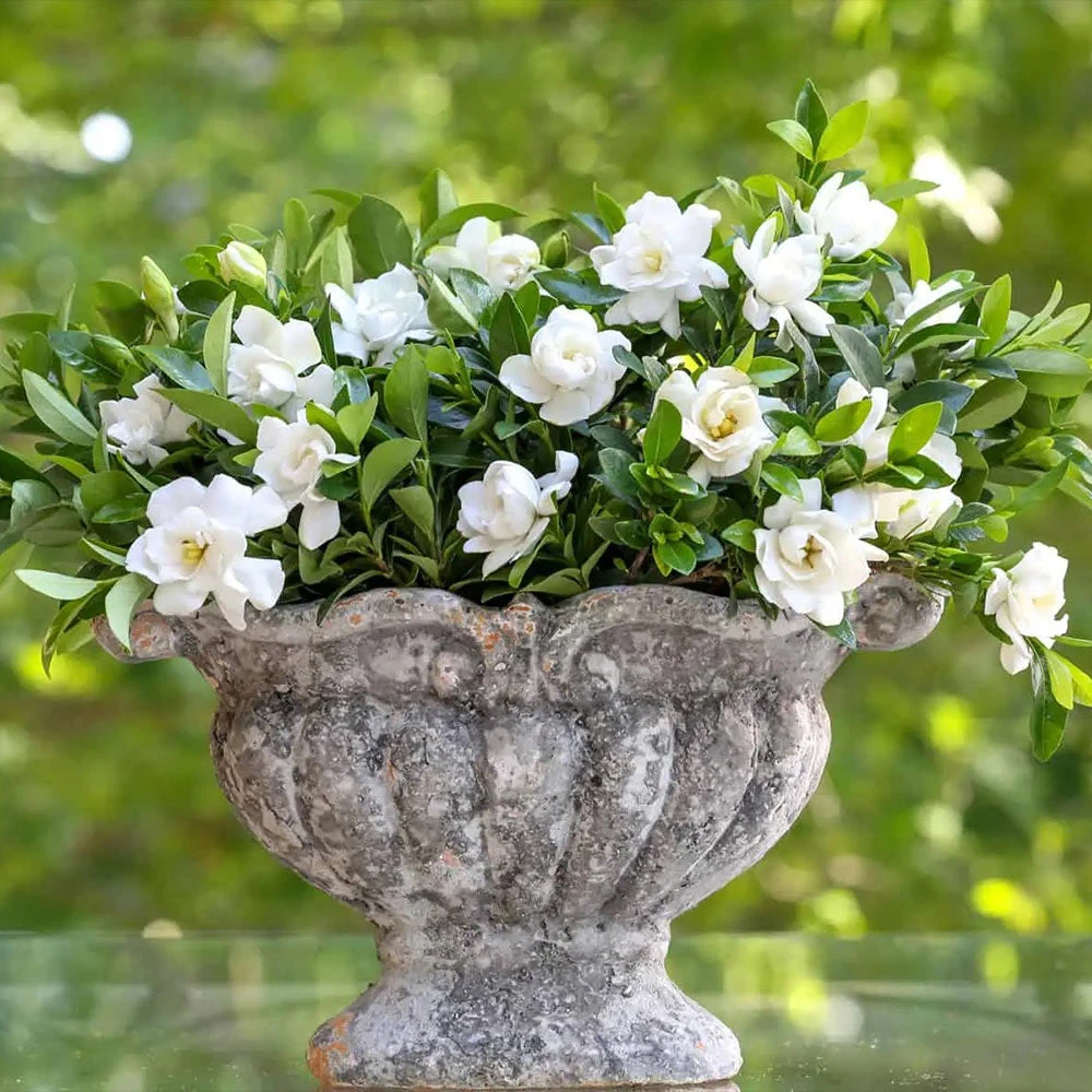 Jubilation™ Gardenia Shrub 4 Jubilation™ Gardenia Shrub - Image 4