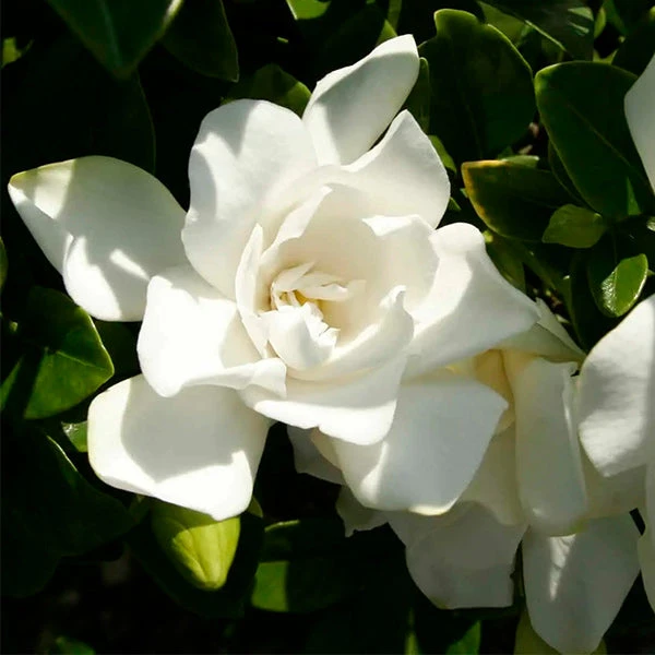 Jubilation™ Gardenia Shrub 1 Jubilation™ Gardenia Shrub