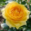 Julia Child Rose