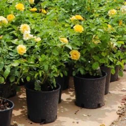 Julia Child Rose 9 Julia Child Rose -Garden Supplies Sales Store Julia Child Rose 7