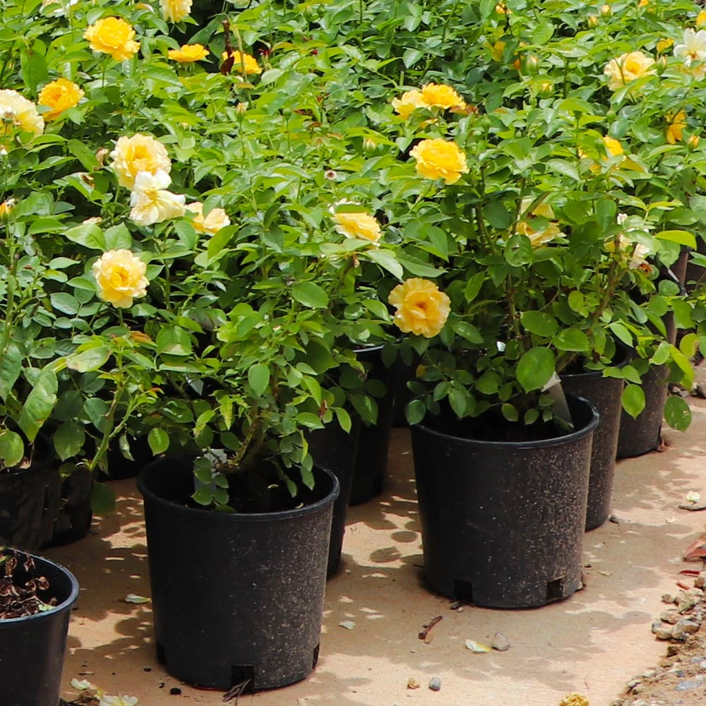 Julia Child Rose 5 Julia Child Rose - Image 5