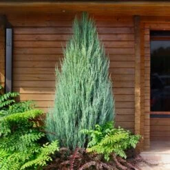 Garden Supplies Sales Store -Garden Supplies Sales Store Juniper Skyrocket 10 BB