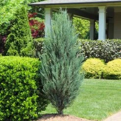 Skyrocket Juniper Tree -Garden Supplies Sales Store Juniper Skyrocket 12 BB