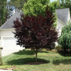 Krauter Vesuvius Flowering Plum Tree -Garden Supplies Sales Store KV Flowering Plum 3