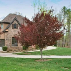 Krauter Vesuvius Flowering Plum Tree -Garden Supplies Sales Store KV Flowering Plum 4