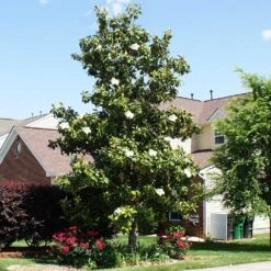 Kay Parris Magnolia 5 Kay Parris Magnolia -Garden Supplies Sales Store Kay Parris 1 BB