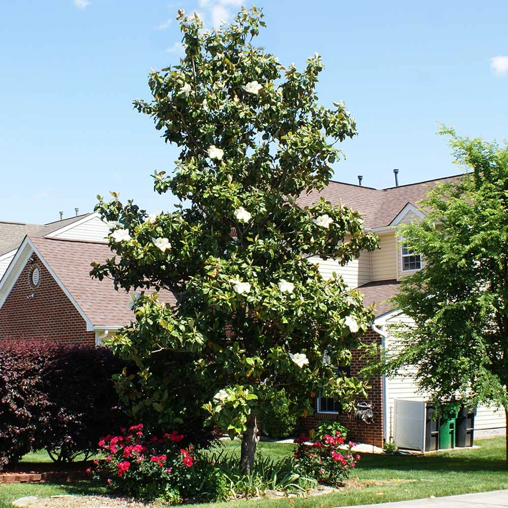 Kay Parris Magnolia 3 Kay Parris Magnolia - Image 3