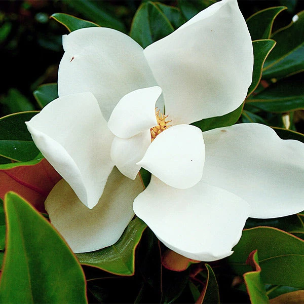 Kay Parris Magnolia 1 Kay Parris Magnolia
