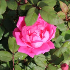 Pink Knock Out® Rose Tree -Garden Supplies Sales Store Knockout Rose Tree Pink BB