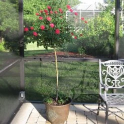 Knock Out® Rose Tree -Garden Supplies Sales Store Knockout Rose Tree Red 1 BB