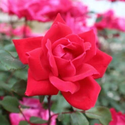 Knock Out® Rose Tree -Garden Supplies Sales Store Knockout Rose Tree Red 3 BB