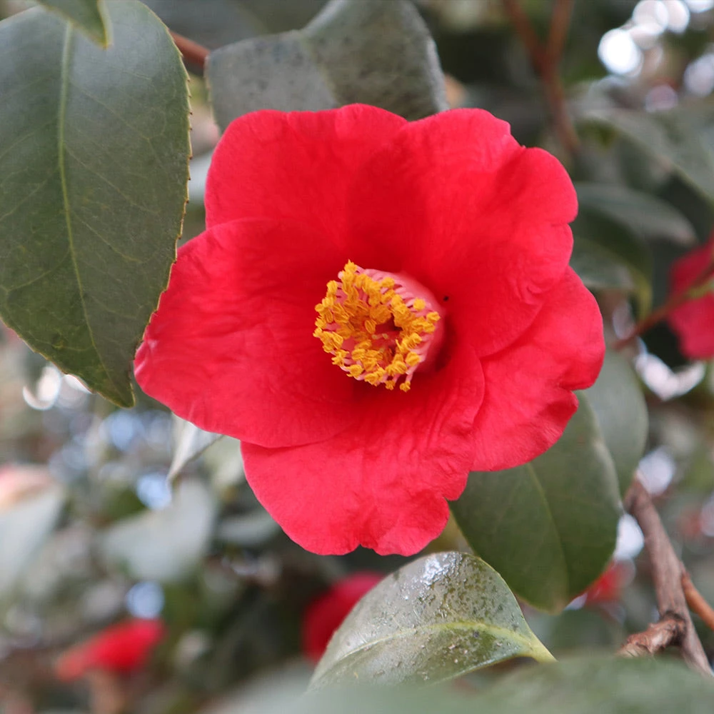 Korean Fire Camellia Shrub 4 Korean Fire Camellia Shrub - Image 4