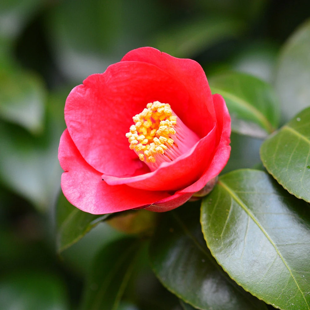 Korean Fire Camellia Shrub 2 Korean Fire Camellia Shrub - Image 2