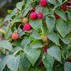 White Kousa Dogwood Tree -Garden Supplies Sales Store Kousa Dogwood 1 BB