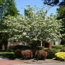 White Kousa Dogwood Tree -Garden Supplies Sales Store Kousa Dogwood 2
