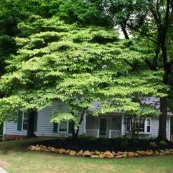 White Kousa Dogwood Tree -Garden Supplies Sales Store Kousa Dogwood 4