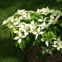 White Kousa Dogwood Tree -Garden Supplies Sales Store Kousa Dogwood 9