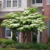 White Kousa Dogwood Tree