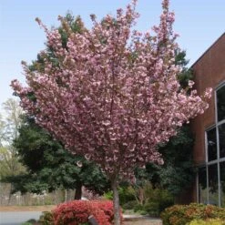 Kwanzan Cherry Tree -Garden Supplies Sales Store Kwanzan Cherry Tree 3 BB