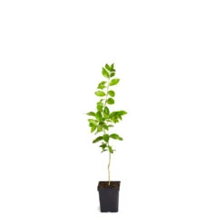 Meyer Lemon Tree -Garden Supplies Sales Store LEM MEY 12 1QT