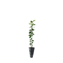 Meyer Lemon Tree -Garden Supplies Sales Store LEM MEY 23 C